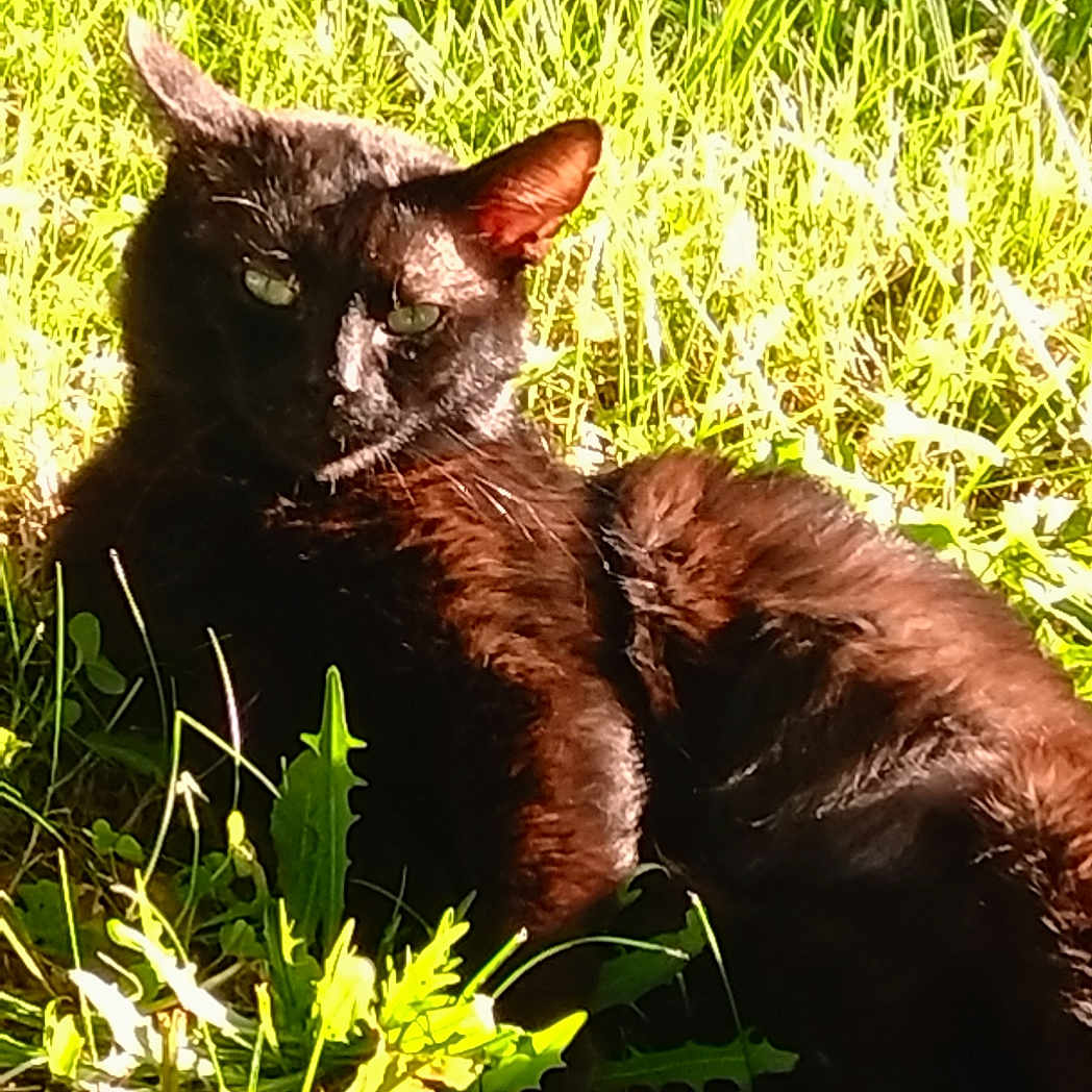 Néron Di Maratea a rejoint le concours — aidez-le/la à gagner de superbes lots ! animal, black_cat, cat, closeup, daylight, fur, grass, green_eyes, leaf, mammal, nature, outdoor, pet, relaxed, resting, shade, summer, sunlight, sunny, wildlife