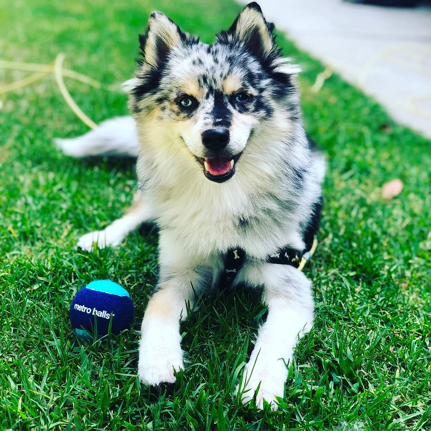 Ramsey joined the competition — help win amazing prizes! ball, canidae, carnivore, companion_dog, dog, dog_breed, fur, grass, grassland, happy, houseplant, lawn, people_in_nature, plant, recreation, snout, sporting_group, tail, terrestrial_animal, whiskers