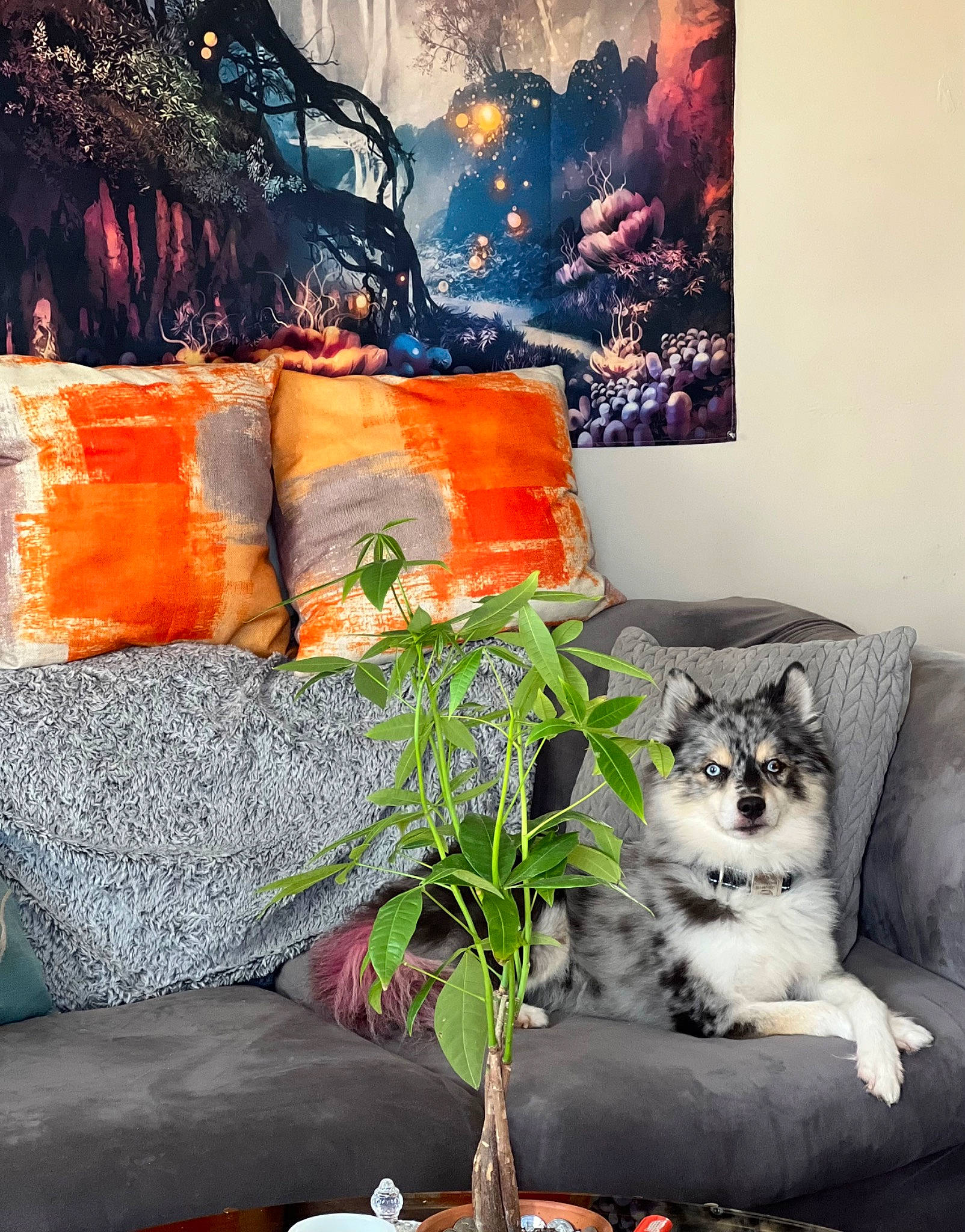 Ramsey joined the competition — help win amazing prizes! carnivore, cat, comfort, couch, felidae, furniture, interior_design, lamp, living_room, morning, paint, picture_frame, pillow, plant, rectangle, small_to_medium_sized_cats, studio_couch, textile, wall, whiskers