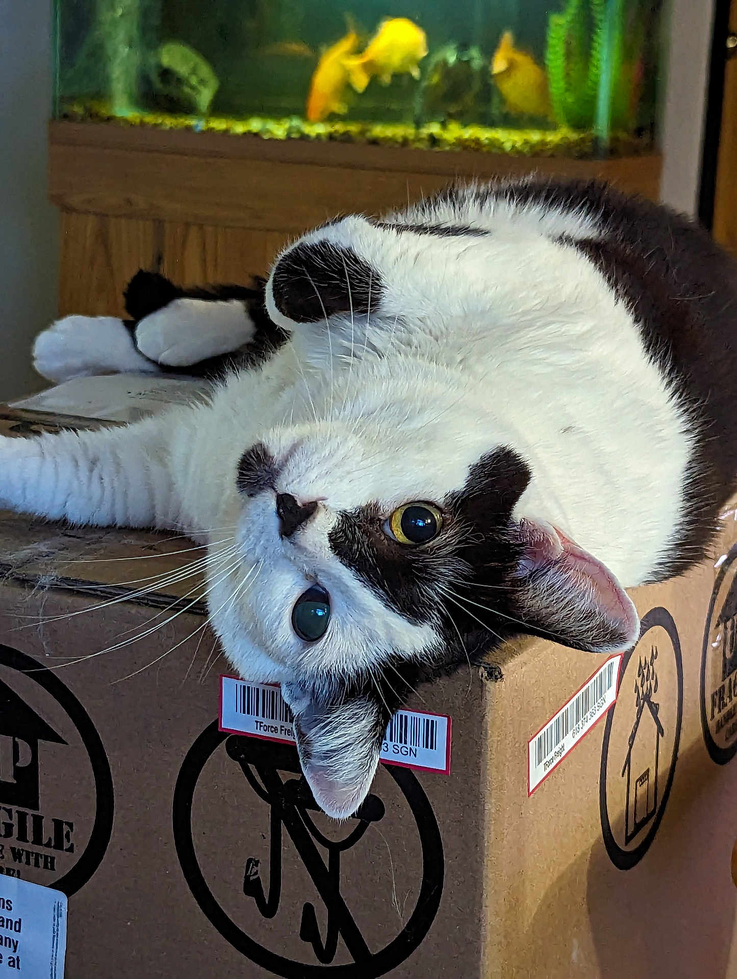 Mar is registered to the contest to win money with this photo: cat, black_and_white, cardboard_box, shipping_labels, fish_tank, goldfish, indoor, pet, relaxed, curious, whiskers, ears, feline, close_up, animal, home, box, eye_contact, odd_eyes, laying_down