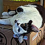cat, black_and_white, cardboard_box, shipping_labels, fish_tank, goldfish, indoor, pet, relaxed, curious, whiskers, ears, feline, close_up, animal, home, box, eye_contact, odd_eyes, laying_down