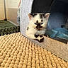kitten, cat, blue_eyes, black_and_white_fur, cat_house, cozy, indoor, curious, paws, fur_pattern, textured_rug, beige_rug, pet, animal, cute, small, resting, feline, domestic_cat, soft