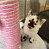 kitten, cat, scratching_post, pink, white, black_spots, blue_eyes, curious, pet, indoor, furry, small, cute, playful, animal, floor, mat, cozy, soft, young