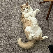 Dooders is registered to the contest to win money with this photo: angora, animal, canine, cat, dog, furniture, hardwood, homedecor, indoors, interiordesign, kitten, manx, person, pet, racket, sport, stainedwood, tennis, tennisracket, wood