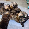 Bugatti a rejoint le concours — aidez-le/la à gagner de superbes lots ! cat, tortoiseshell, indoor, floor, pet, animal, fur, green_eyes, playful, relaxed, lying_down, curious, close_up, whiskers, paws, domestic, cute, mammal, looking, house