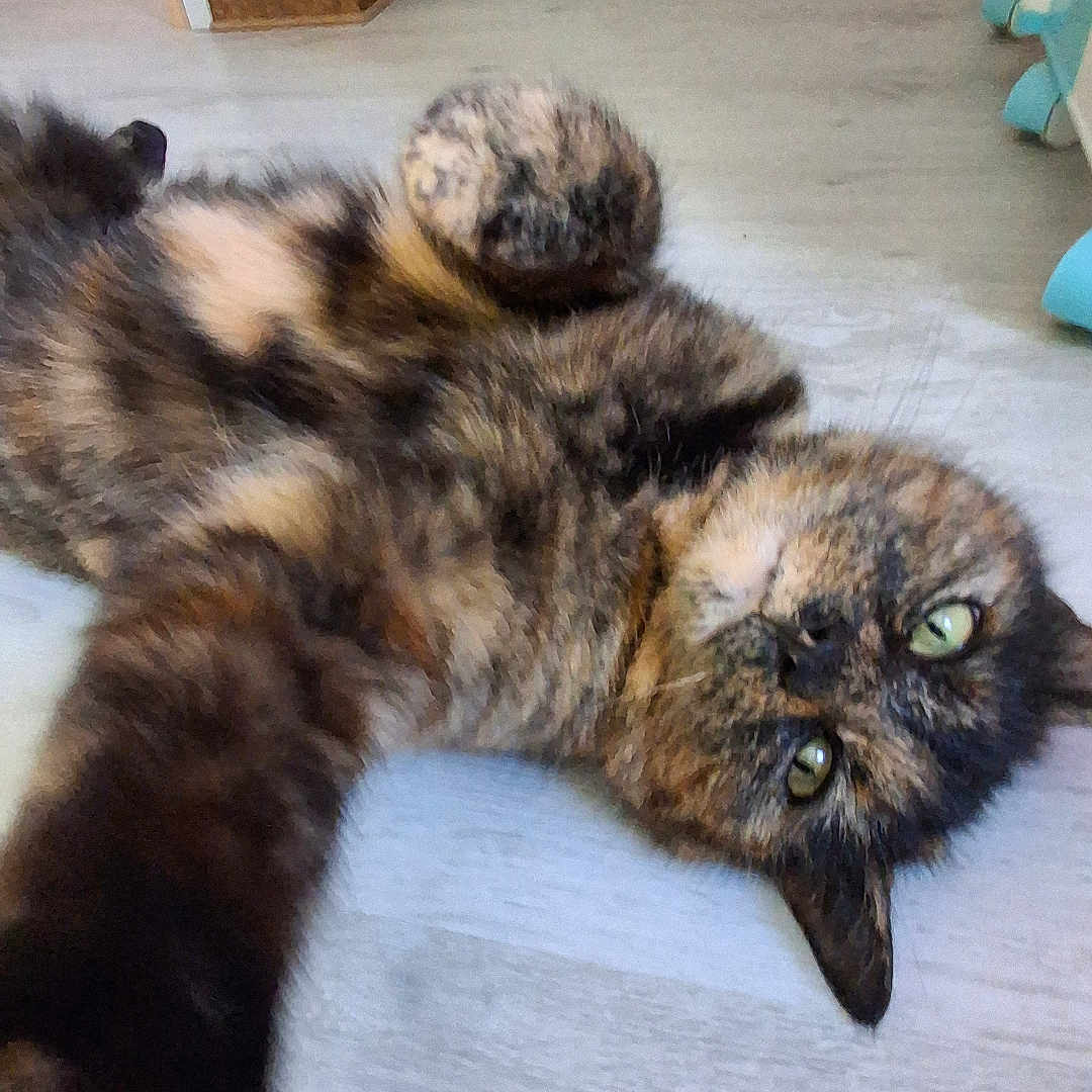 Bugatti a rejoint le concours — aidez-le/la à gagner de superbes lots ! cat, tortoiseshell, indoor, floor, pet, animal, fur, green_eyes, playful, relaxed, lying_down, curious, close_up, whiskers, paws, domestic, cute, mammal, looking, house