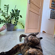 Bugatti a rejoint le concours — aidez-le/la à gagner de superbes lots ! cat, tortoiseshell_cat, indoor, floor, plant, door, wooden_door, green_wall, relaxed, pet, animal, home, foot, potted_plant, curious, lying_down, room, domestic, feline, cute