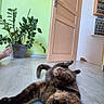 cat, tortoiseshell_cat, indoor, floor, plant, door, wooden_door, green_wall, relaxed, pet, animal, home, foot, potted_plant, curious, lying_down, room, domestic, feline, cute