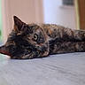 Bugatti participe au concours pour gagner de l'argent avec cette photo : cat, tortoiseshell, lying_down, floor, indoor, pet, feline, relaxed, close_up, domestic_animal, fur, whiskers, ears, eyes, animal, home, blurred_background, calm, resting, mammal