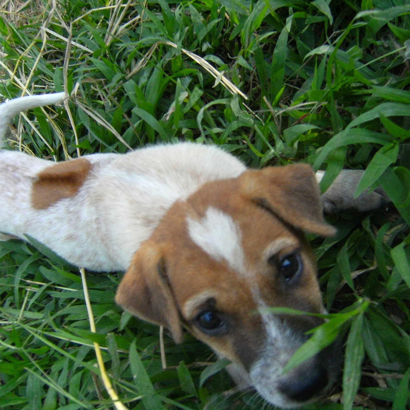 Qun is registered to the contest to win money with this photo: accessories, animal, ball, beagle, canine, chihuahua, dog, grass, herbal, herbs, hound, lawn, leaf, pet, plant, puppy, sport, strap, tennis, tennisball