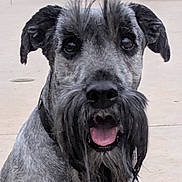 Slate joined the competition — help win amazing prizes! animal, beard, blurred_background, canine, close_up, collar, dog, ears, expression, face, fur_texture, gray_fur, happy, looking_at_camera, muzzle, outdoor, pet, portrait, sitting, tongue_out