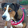 dog, blue_eyes, bandana, patriotic, outdoor, fence, dirt, brown_coat, white_paws, close_up, canine, alert, pet, animal, nature, grass, daylight, ears, snout, collar