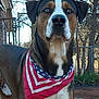 Logan is registered to the contest to win money with this photo: dog, bandana, outdoor, pet, animal, portrait, nature, fence, tree, grass, brown, black, white, blue_eyes, canine, mammal, closeup, watchful, standing, daylight