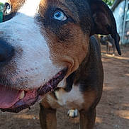 Logan joined the competition — help win amazing prizes! dog, close_up, blue_eyes, smiling, outdoor, sunlight, brown_fur, white_fur, animal, pet, happy, tongue, snout, ears, nature, yard, daytime, canine, friendly, portrait