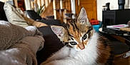 Lily a rejoint le concours — aidez-le/la à gagner de superbes lots ! kitten, cat, calico, feline, pet, indoor, couch, blanket, cozy, stretching, fur, whiskers, ears, eyes, living_room, furniture, staircase, cat_tree, relaxing, soft_light