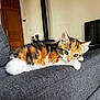 Lily a rejoint le concours — aidez-le/la à gagner de superbes lots ! kitten, cat, calico, pet, sofa, gray_fabric, indoor, furniture, cute, animal, young, resting, cozy, living_room, house, curious, tabby, whiskers, ears, eyes