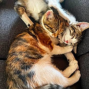 Lily a rejoint le concours — aidez-le/la à gagner de superbes lots ! cat, cats, feline, pet, sleeping, cuddling, fur, tabby, calico, cozy, indoor, resting, paw, tail, closeup, cute, animal, domestic, soft, sofa