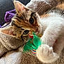 Lily participe au concours pour gagner de l'argent avec cette photo : kitten, cat, playful, feather_toy, close_up, pet, cute, feline, indoor, cozy, blanket, soft_texture, whiskers, paw, sleeping_area, young_animal, curious, colorful, fur, relaxed