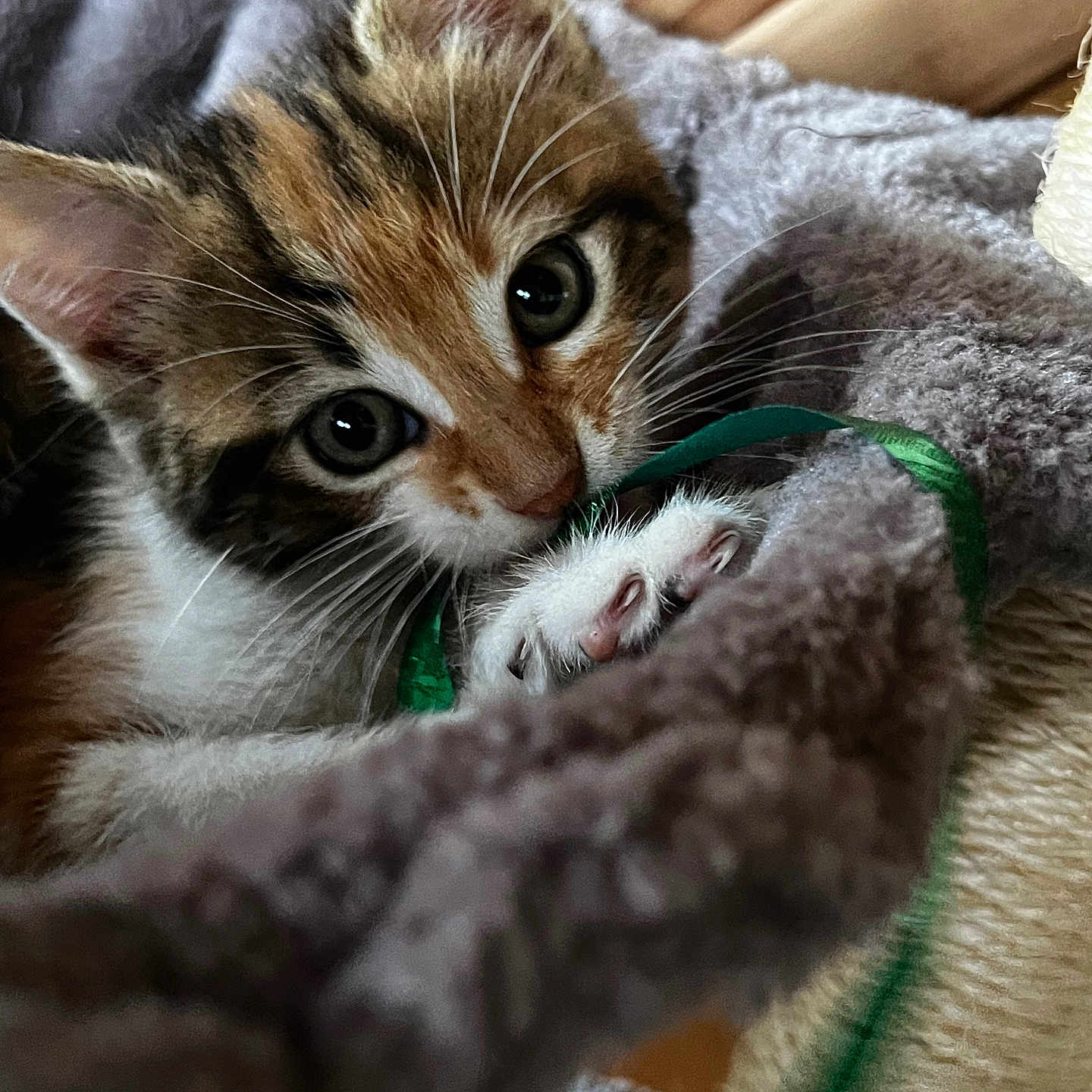 Lily participe au concours pour gagner de l'argent avec cette photo : animal, brown, cat, close_up, cozy, curious, cute, feline, fuzzy_blanket, indoor, kitten, paw, pet, playful, soft_texture, string, tabby, whiskers, white, young