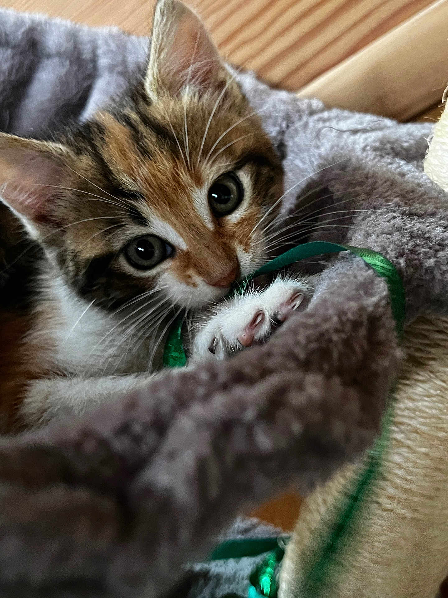 Lily