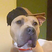 Phoenix is registered to the contest to win money with this photo: animal, brown, canine, cap, closeup, collar, cute, dog, domestic, ears, expression, face, fur, hat, indoor, looking_away, pet, portrait, sitting, white