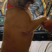 Phoenix is registered to the contest to win money with this photo: animal, bed, blanket, brown_dog, canine, collar, comfort, curious, decor, dog, expression, furniture, hand, indoor, looking_back, paw, pet, portrait, resting, tapestry