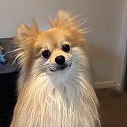 Rocket joined the competition — help win amazing prizes! dog, pomeranian, fluffy, pet, indoor, cute, animal, fur, face, portrait, canine, mammal, small_dog, companion, adorable, whiskers, ears, nose, expression, domestic_animal