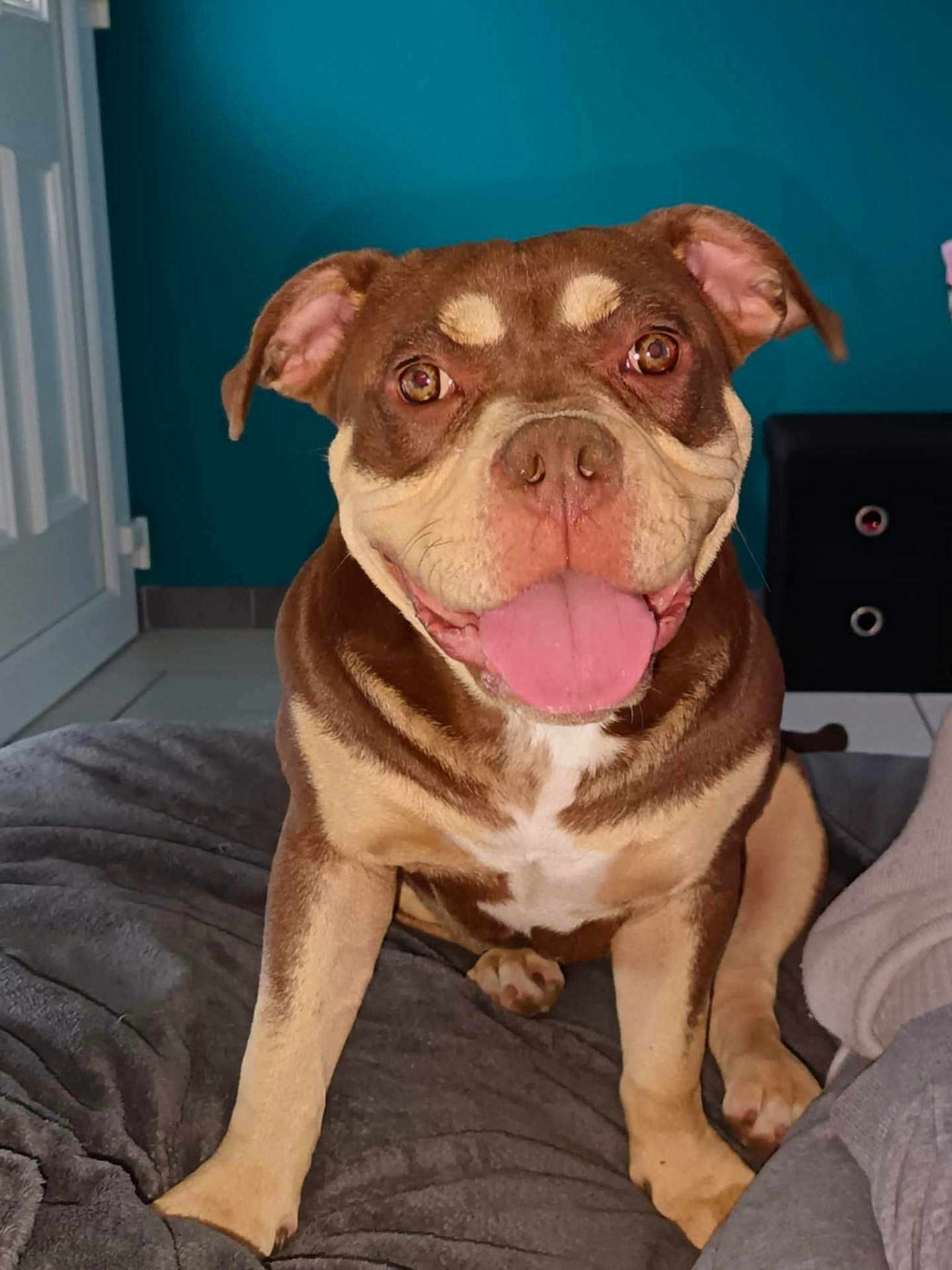 Alita a rejoint le concours — aidez-le/la à gagner de superbes lots ! dog, brown, cream, tongue_out, happy, smiling, pet, indoor, blanket, floor, furniture, teal_wall, cute, canine, animal, sitting, close_up, companion, domestic, friendly
