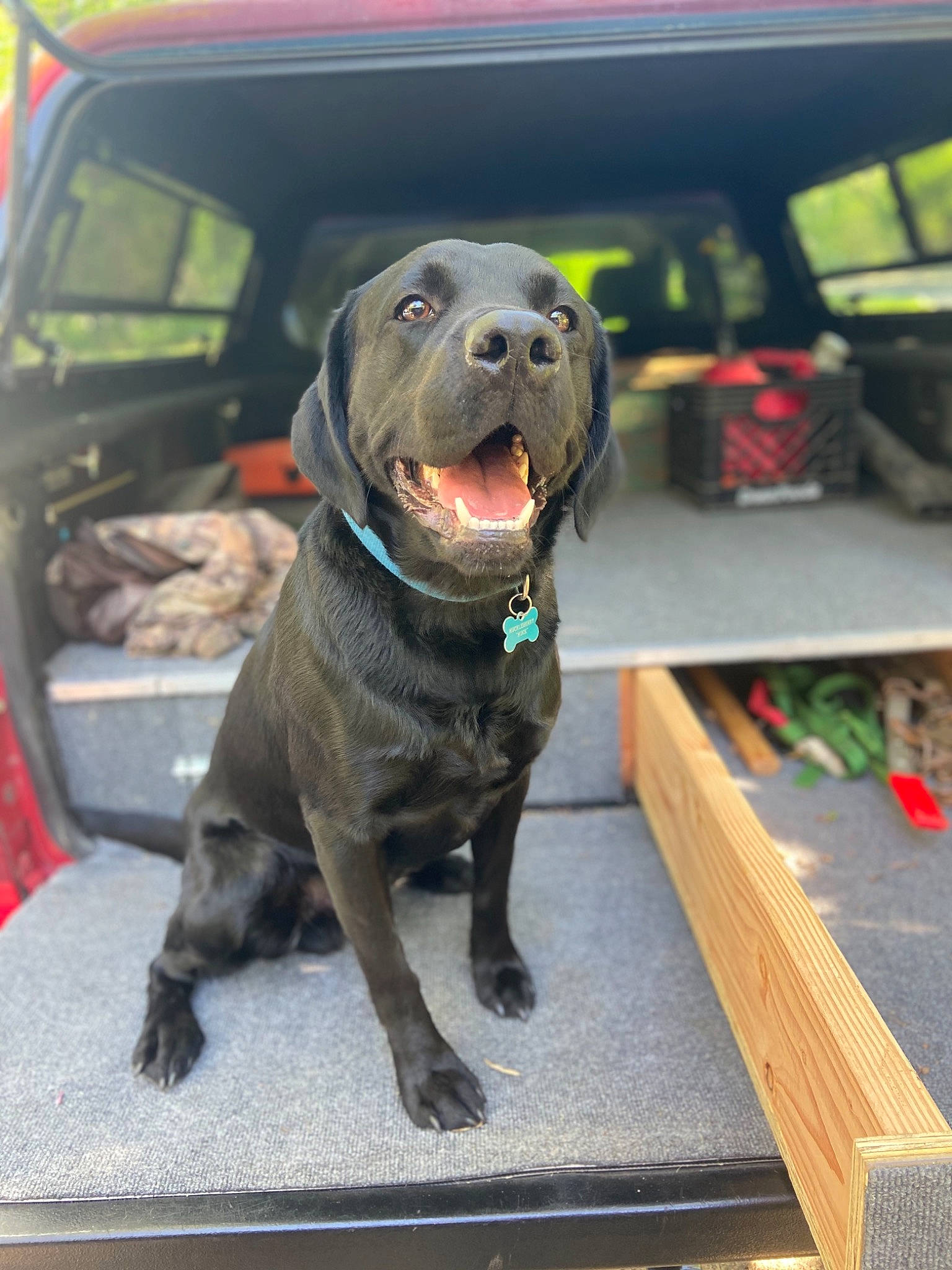 Huckleberry Fin joined the competition — help win amazing prizes! blue_lacy, canidae, carnivore, dog, dog_breed, fawn, labrador_retriever, mammal, snout, sporting_group, weimaraner, working_dog