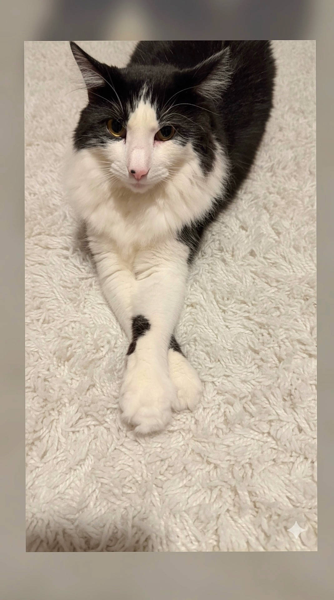 Papa joined the competition — help win amazing prizes! animal, black_and_white, carpet, cat, close_up, crossed_paws, cute, domestic_cat, feline, fluffy, fur, indoor, laying_down, paws, pet, portrait, relaxed, resting, soft_texture, whiskers