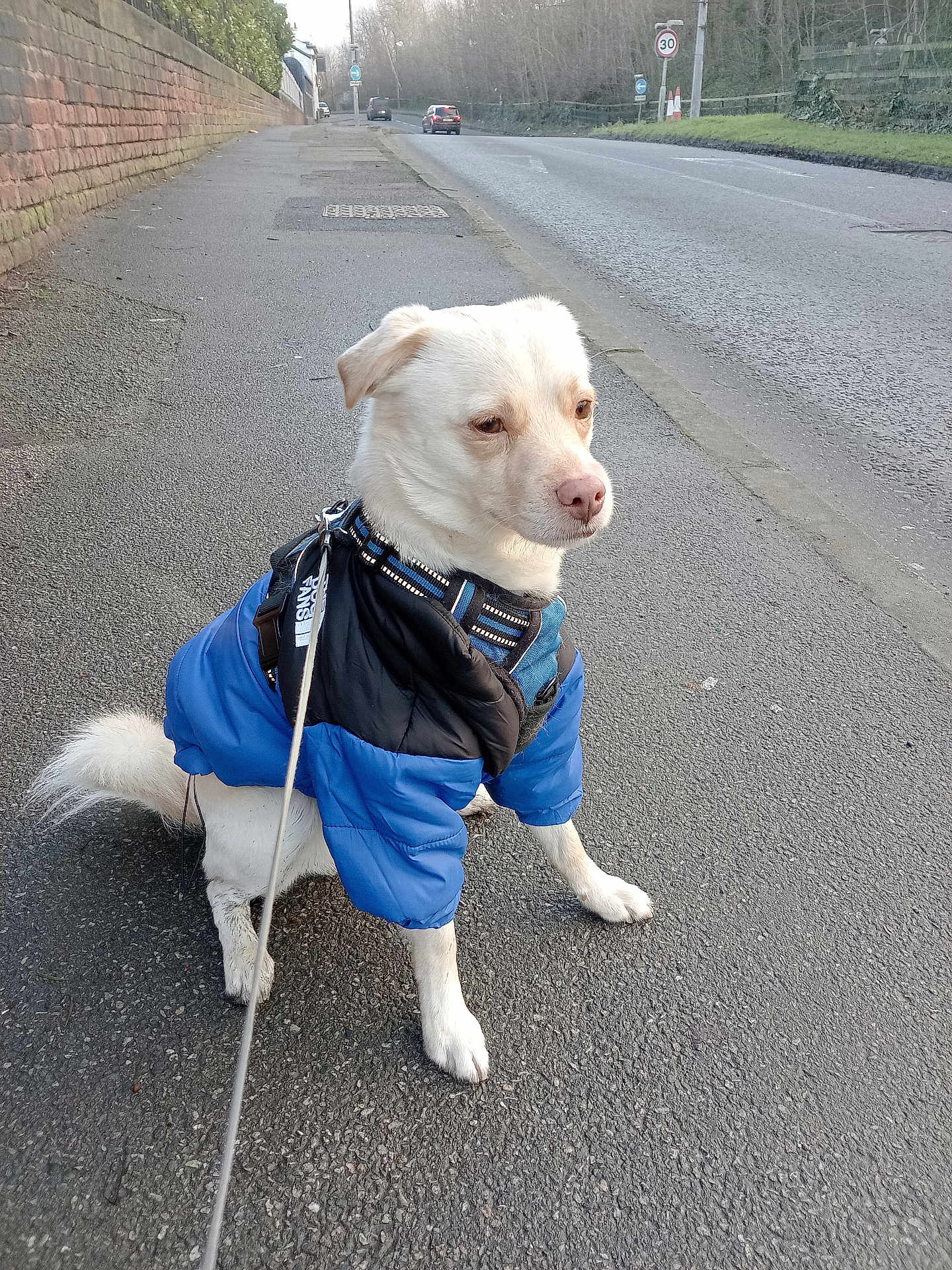 Oscar Kelly is registered to the contest to win money with this photo: dog, white_dog, jacket, leash, sidewalk, road, street, pavement, outdoor, pet, canine, animal, quiet, calm, walk, winter_clothing, urban, trees, fence, daylight
