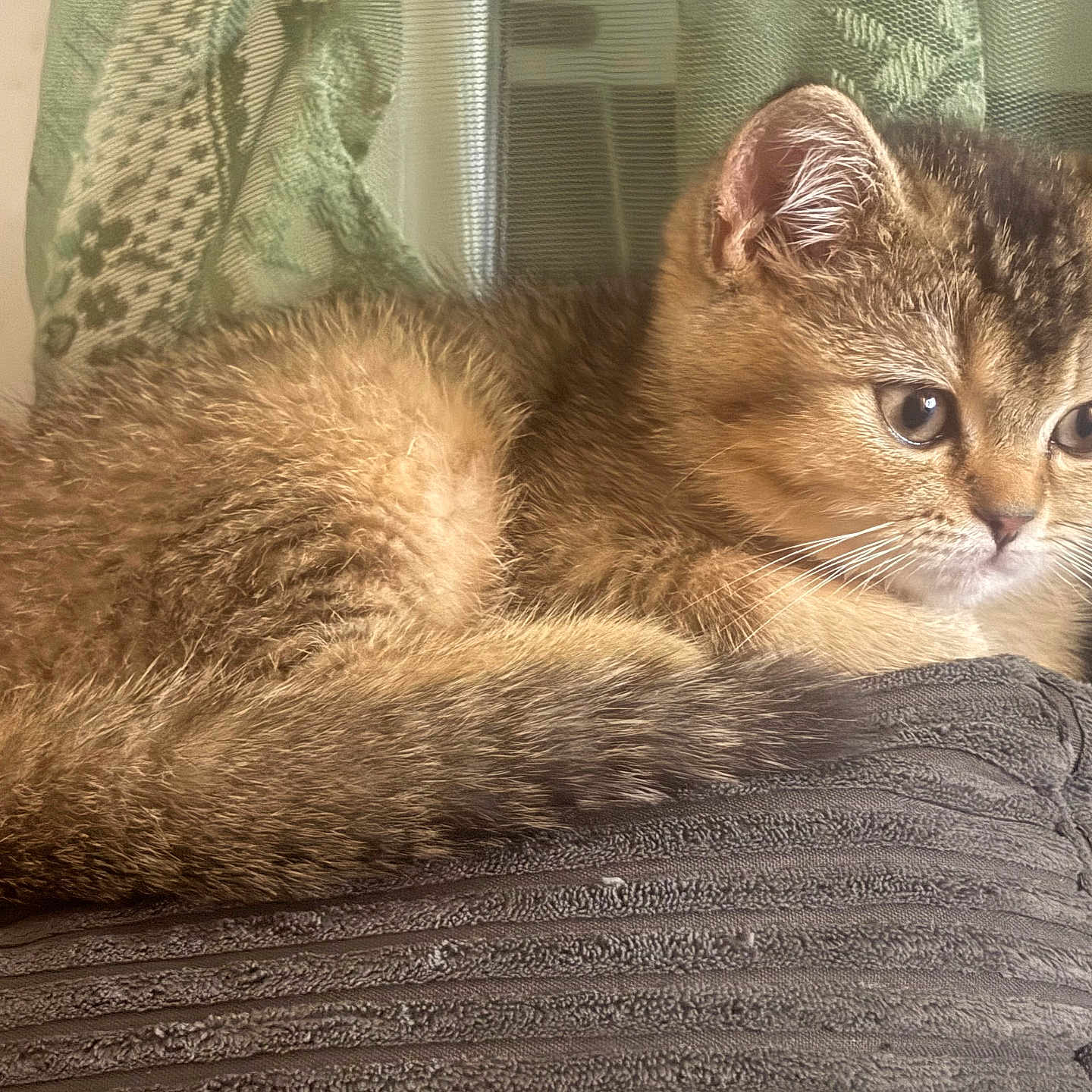Bulma a rejoint le concours — aidez-le/la à gagner de superbes lots ! cat, kitten, animal, fur, fluffy, brown, tabby, face, eyes, whiskers, ears, nose, pet, sleeping, lying_down, cushion, fabric, indoor, portrait, close_up
