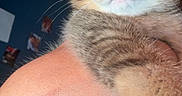 Bulma participe au concours pour gagner de l'argent avec cette photo : cat, kitten, tabby, furry, pet, animal, portrait, close_up, wide_eyes, whiskers, ears, paws, striped_fur, brown_fur, gray_fur, being_held, cuddling, indoors, home, cute