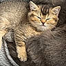 Bulma participe au concours pour gagner de l'argent avec cette photo : cat, kitten, adult_cat, furry, fluffy, sleeping, resting, cuddling, pet, animal, golden, gray, tabby, whiskers, ears, paws, blanket, cozy, indoor, close_up