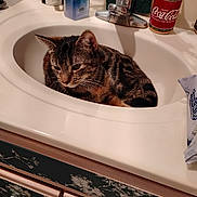Copper joined the competition — help win amazing prizes! cat, sink, bathroom, tabby_cat, toothbrush, soap, cup, coca_cola, cabinet, floral_pattern, domestic, pet, feline, curled_up, household, countertop, tap, cleaning_sponge, relaxed, indoor