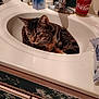 cat, sink, bathroom, tabby_cat, toothbrush, soap, cup, coca_cola, cabinet, floral_pattern, domestic, pet, feline, curled_up, household, countertop, tap, cleaning_sponge, relaxed, indoor