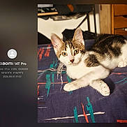 Freya participe au concours pour gagner de l'argent avec cette photo : animal, background, bedspread, cat, colorful_textile, cozy, curious, domestic, ears, eyes, furniture, indoor, kitten, overlay, paw, pet, resting, room, tabby, white_fur