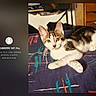 animal, background, bedspread, cat, colorful_textile, cozy, curious, domestic, ears, eyes, furniture, indoor, kitten, overlay, paw, pet, resting, room, tabby, white_fur