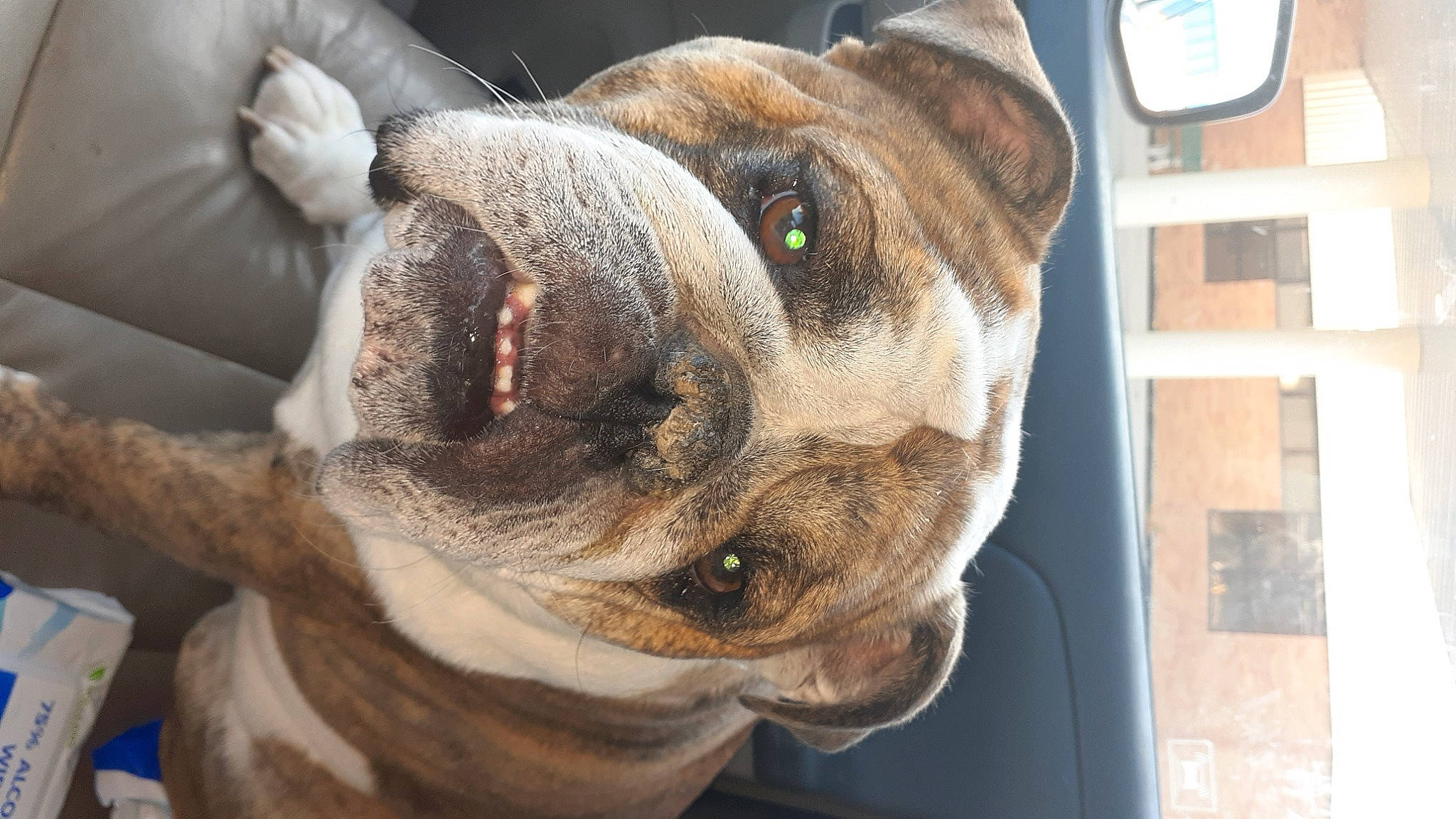 Charlie joined the competition — help win amazing prizes! bulldog, canidae, carnivore, collar, companion_dog, dog, dog_breed, dog_collar, ear, fawn, fur, molosser, pet_supply, snout, sporting_group, terrestrial_animal, toy_dog, whiskers, working_animal, wrinkle