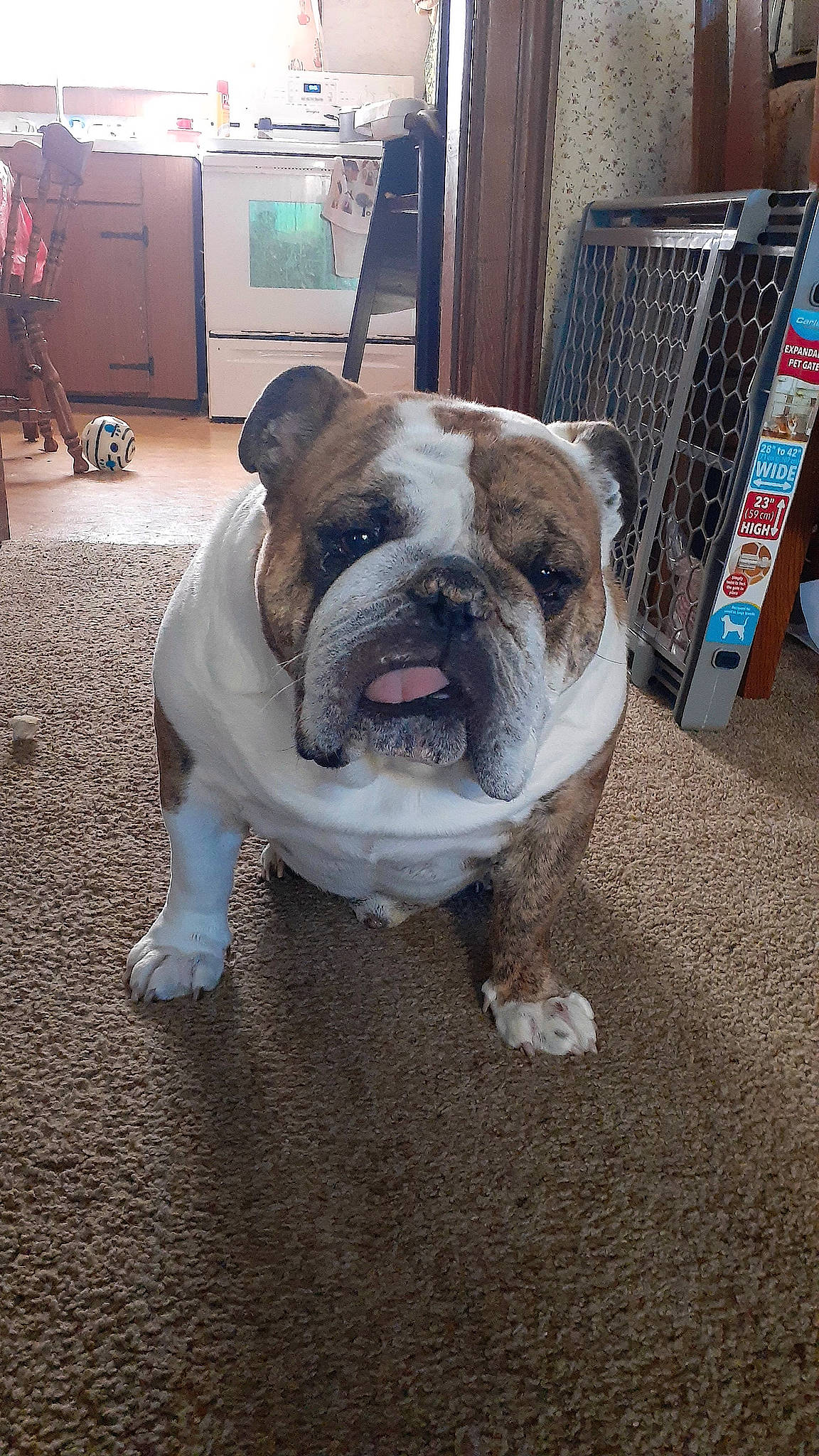 Charlie joined the competition — help win amazing prizes! bulldog, cabinetry, canidae, carnivore, collar, companion_dog, dog, dog_breed, dog_collar, drawer, fawn, flooring, fur, molosser, non_sporting_group, snout, sporting_group, working_animal, working_dog, wrinkle