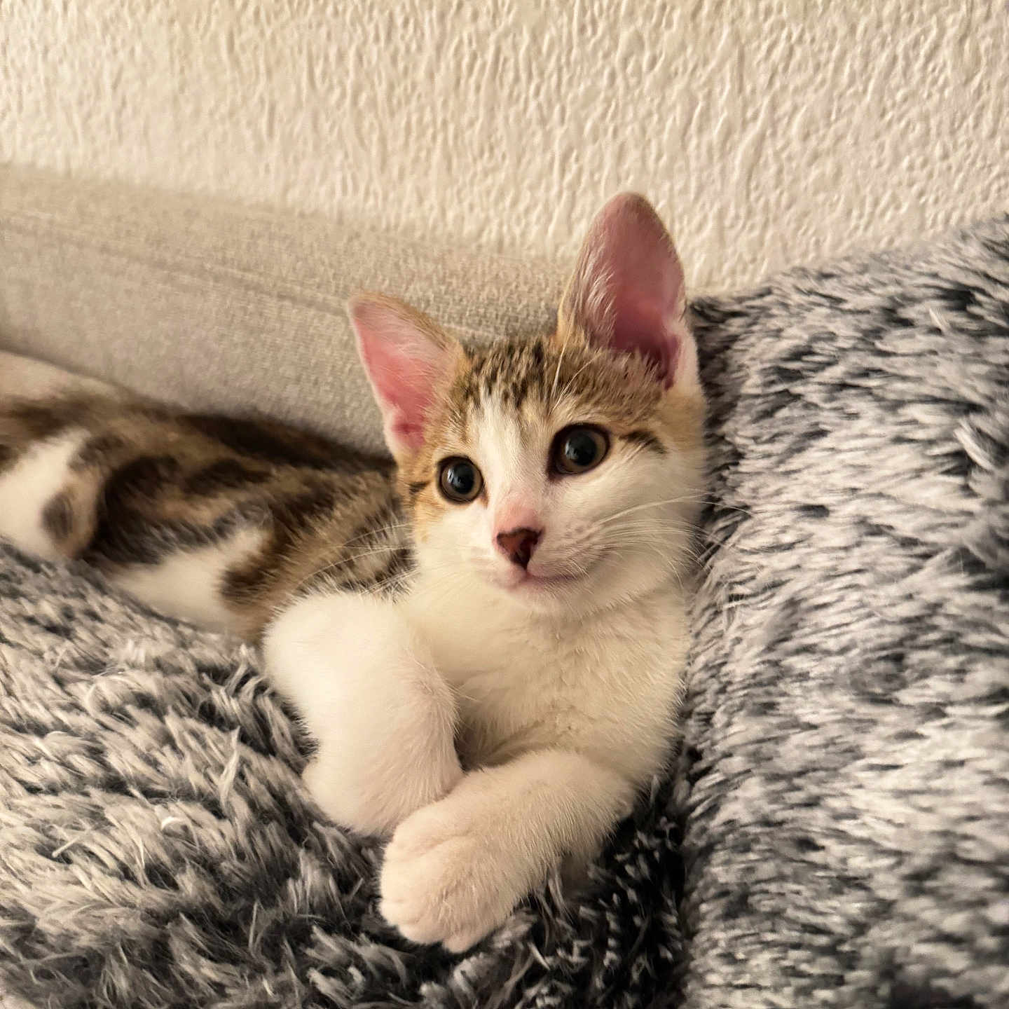 Romy a rejoint le concours — aidez-le/la à gagner de superbes lots ! abyssinian, animal, bed, bedroom, blanket, cat, couch, furniture, indoors, kitten, manx, pet, quilt, room, siamese