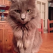 Hermes a rejoint le concours — aidez-le/la à gagner de superbes lots ! cat, gray_cat, fluffy, pet, indoor, table, wooden_table, furniture, kitchen, cabinet, bottle, chair, domestic_cat, animal, whiskers, ears, eyes, fur, portrait, sitting