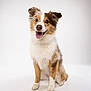 Liberty joined the competition — help win amazing prizes! dog, canine, pet, animal, studio, portrait, white_background, happy, smiling, fluffy, tricolor, sitting, ears_up, tongue_out, cute, friendly, domestic_animal, fur, mammal, companion