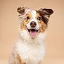 dog, happy, smiling, fluffy, studio, portrait, pet, canine, fur, ears, tongue, animal, cute, friendly, muzzle, background, closeup, expression, domestic, adorable
