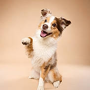 Liberty is registered to the contest to win money with this photo: dog, happy, cute, fluffy, pet, animal, sitting, paw_raised, studio, beige_background, playful, canine, portrait, smiling, ears_up, furry, domestic_animal, friendly, alert, adorable