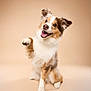 dog, happy, cute, fluffy, pet, animal, sitting, paw_raised, studio, beige_background, playful, canine, portrait, smiling, ears_up, furry, domestic_animal, friendly, alert, adorable