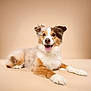 Liberty is registered to the contest to win money with this photo: dog, canine, pet, happy, smiling, tongue_out, fur, fluffy, brown, white, studio, portrait, animal, laying_down, ears, cute, background, isolated, friendly, domestic