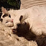 cat, white_cat, black_markings, fluffy, pet, animal, sleeping, resting, cozy, blanket, soft_texture, fur, closeup, indoor, relaxed, cute, paw, tail, sunlight, warm_light