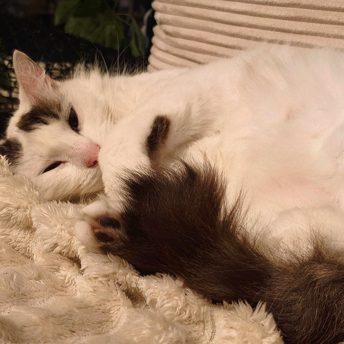 Obaïa a rejoint le concours — aidez-le/la à gagner de superbes lots ! cat, white_cat, black_markings, fluffy, pet, animal, sleeping, resting, cozy, blanket, soft_texture, fur, closeup, indoor, relaxed, cute, paw, tail, sunlight, warm_light