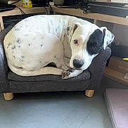 Pixie a rejoint le concours — aidez-le/la à gagner de superbes lots ! black_spot, box, canine, cozy, curled_up, cute, dog, domestic, electronics, floor, furniture, home, indoor, looking_up, mini_couch, pet, resting, small_couch, white_dog, wooden_desk